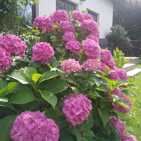 Natury Harmonia * Puck