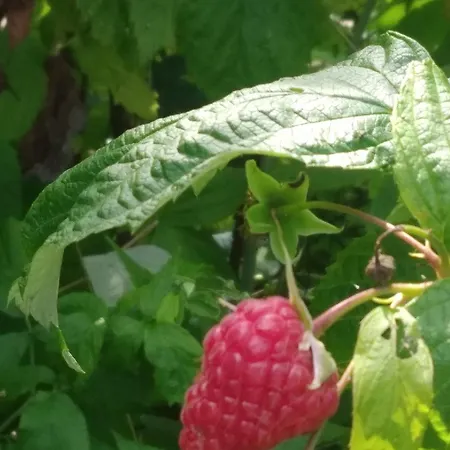 Natury Harmonia * Puck