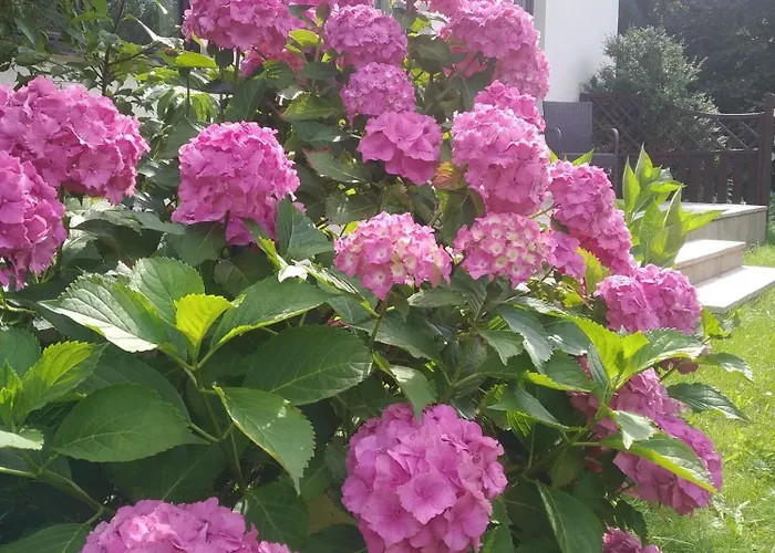 Natury Harmonia * Puck